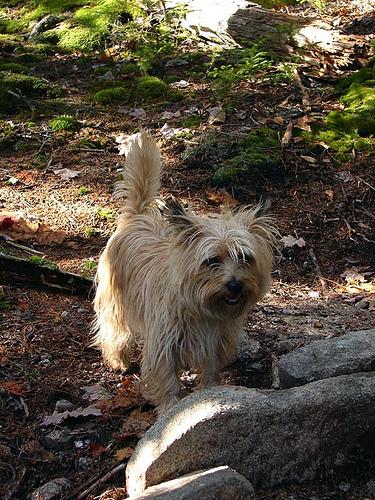 A dog image from https://images.dog.ceo/breeds/terrier-cairn/n02096177_1732.jpg