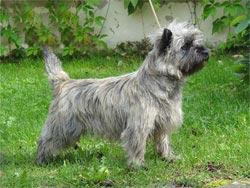 A dog image from https://images.dog.ceo/breeds/terrier-cairn/n02096177_1766.jpg