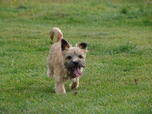 A dog image from https://images.dog.ceo/breeds/terrier-cairn/n02096177_181.jpg