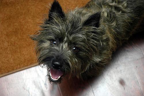 A dog image from https://images.dog.ceo/breeds/terrier-cairn/n02096177_1988.jpg