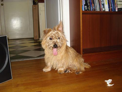 A dog image from https://images.dog.ceo/breeds/terrier-cairn/n02096177_2006.jpg