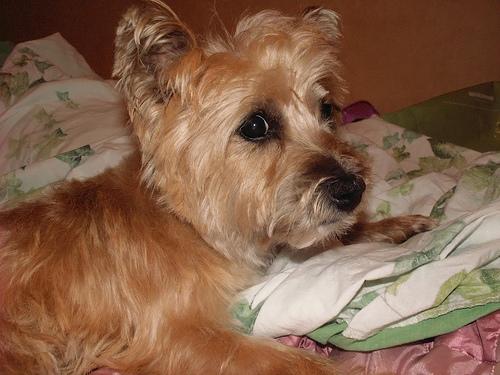 A dog image from https://images.dog.ceo/breeds/terrier-cairn/n02096177_2061.jpg