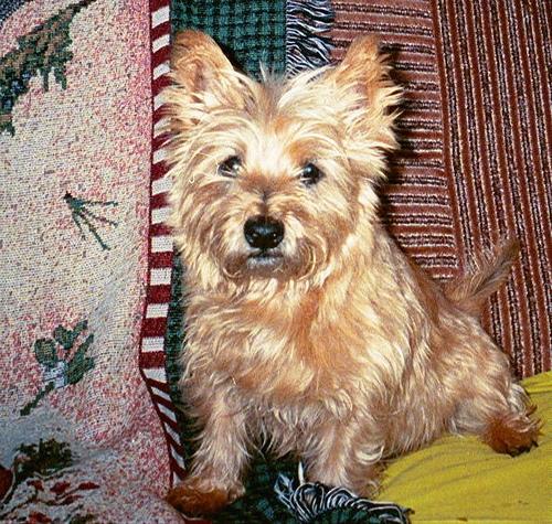 A dog image from https://images.dog.ceo/breeds/terrier-cairn/n02096177_207.jpg