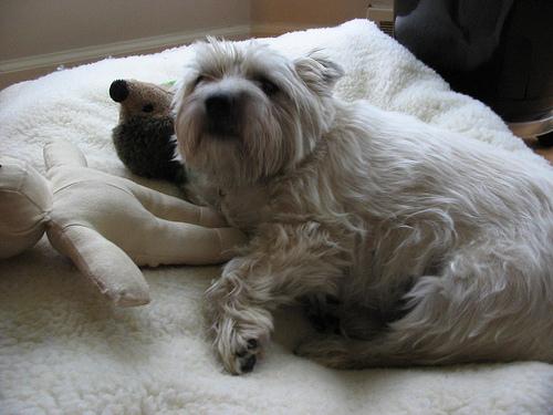 A dog image from https://images.dog.ceo/breeds/terrier-cairn/n02096177_2095.jpg