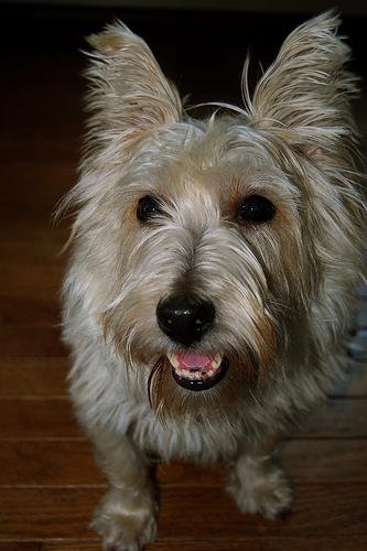 A dog image from https://images.dog.ceo/breeds/terrier-cairn/n02096177_2203.jpg