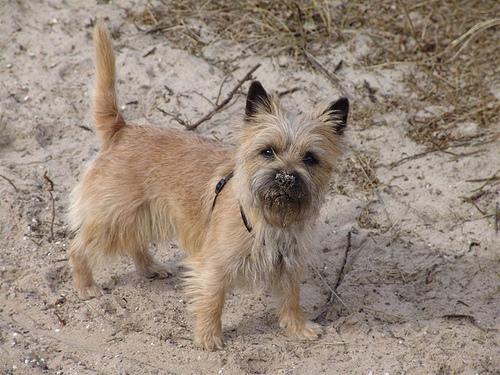 A dog image from https://images.dog.ceo/breeds/terrier-cairn/n02096177_2383.jpg