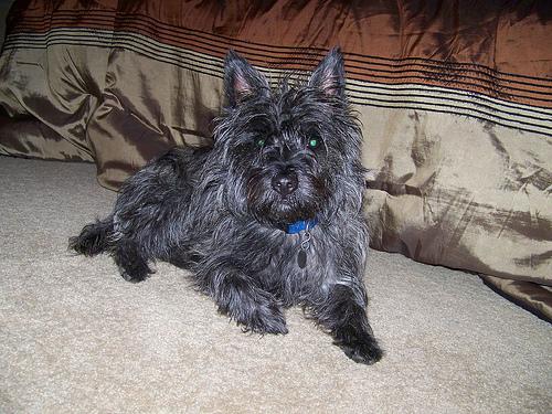 A dog image from https://images.dog.ceo/breeds/terrier-cairn/n02096177_2400.jpg