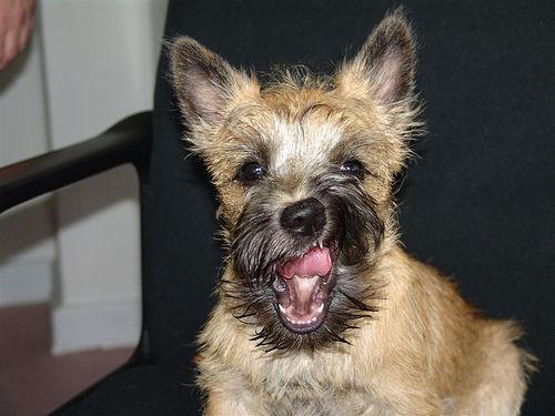 A dog image from https://images.dog.ceo/breeds/terrier-cairn/n02096177_2414.jpg