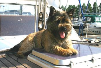 A dog image from https://images.dog.ceo/breeds/terrier-cairn/n02096177_2553.jpg