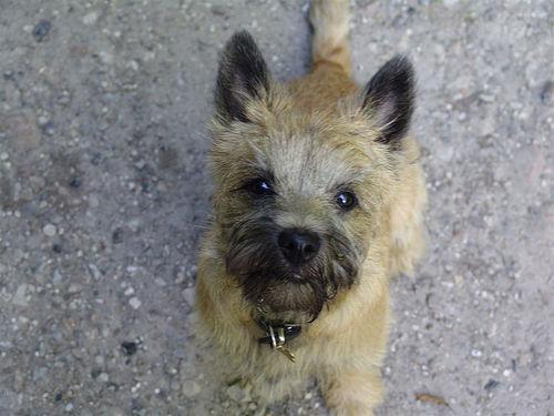 A dog image from https://images.dog.ceo/breeds/terrier-cairn/n02096177_2854.jpg