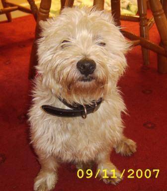 A dog image from https://images.dog.ceo/breeds/terrier-cairn/n02096177_2935.jpg