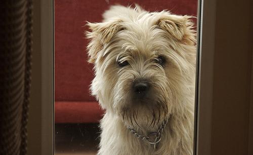 A dog image from https://images.dog.ceo/breeds/terrier-cairn/n02096177_2982.jpg