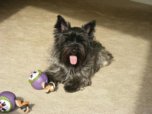 A dog image from https://images.dog.ceo/breeds/terrier-cairn/n02096177_3.jpg