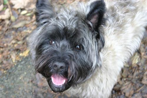 A dog image from https://images.dog.ceo/breeds/terrier-cairn/n02096177_342.jpg