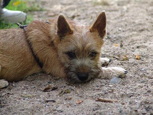 A dog image from https://images.dog.ceo/breeds/terrier-cairn/n02096177_3476.jpg