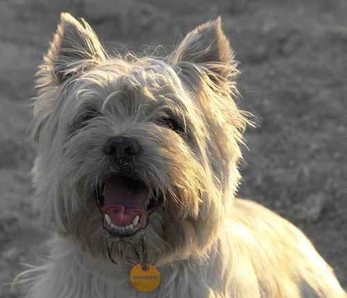 A dog image from https://images.dog.ceo/breeds/terrier-cairn/n02096177_3534.jpg