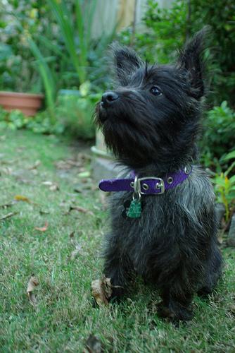 A dog image from https://images.dog.ceo/breeds/terrier-cairn/n02096177_362.jpg