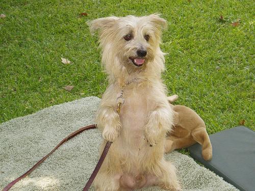 A dog image from https://images.dog.ceo/breeds/terrier-cairn/n02096177_4.jpg