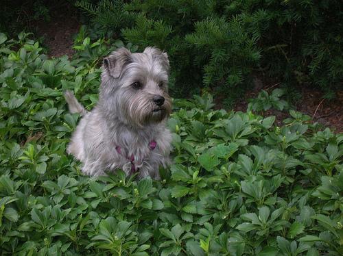 A dog image from https://images.dog.ceo/breeds/terrier-cairn/n02096177_4505.jpg