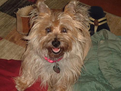 A dog image from https://images.dog.ceo/breeds/terrier-cairn/n02096177_470.jpg