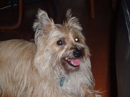 A dog image from https://images.dog.ceo/breeds/terrier-cairn/n02096177_475.jpg