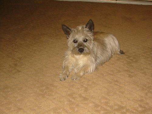 A dog image from https://images.dog.ceo/breeds/terrier-cairn/n02096177_4801.jpg