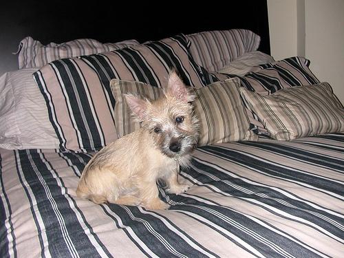 A dog image from https://images.dog.ceo/breeds/terrier-cairn/n02096177_4902.jpg