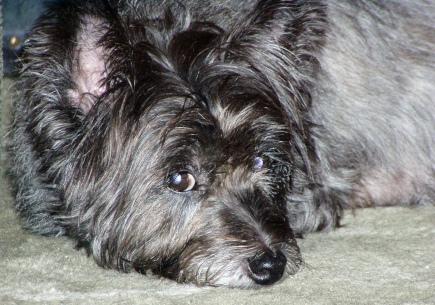 A dog image from https://images.dog.ceo/breeds/terrier-cairn/n02096177_5117.jpg