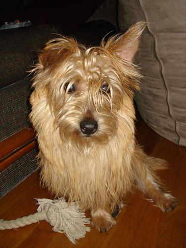 A dog image from https://images.dog.ceo/breeds/terrier-cairn/n02096177_515.jpg