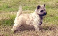 A dog image from https://images.dog.ceo/breeds/terrier-cairn/n02096177_5225.jpg