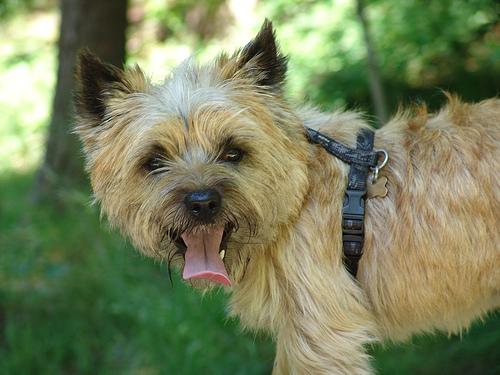 A dog image from https://images.dog.ceo/breeds/terrier-cairn/n02096177_571.jpg