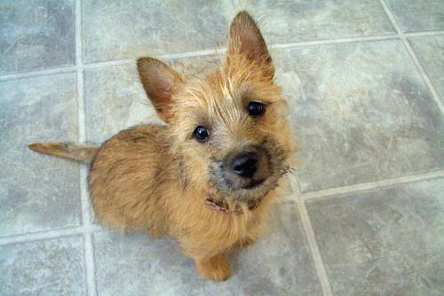 A dog image from https://images.dog.ceo/breeds/terrier-cairn/n02096177_5785.jpg