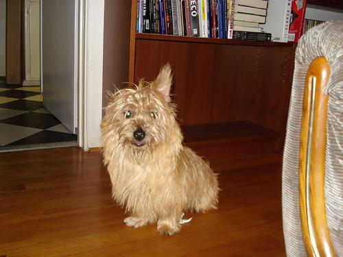 A dog image from https://images.dog.ceo/breeds/terrier-cairn/n02096177_599.jpg