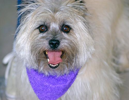 A dog image from https://images.dog.ceo/breeds/terrier-cairn/n02096177_606.jpg