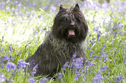 A dog image from https://images.dog.ceo/breeds/terrier-cairn/n02096177_790.jpg