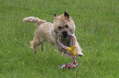 A dog image from https://images.dog.ceo/breeds/terrier-cairn/n02096177_8975.jpg