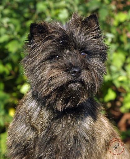 A dog image from https://images.dog.ceo/breeds/terrier-cairn/n02096177_9208.jpg