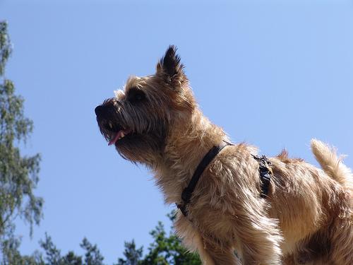 A dog image from https://images.dog.ceo/breeds/terrier-cairn/n02096177_9708.jpg