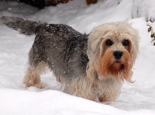 A dog image from https://images.dog.ceo/breeds/terrier-dandie/n02096437_1171.jpg