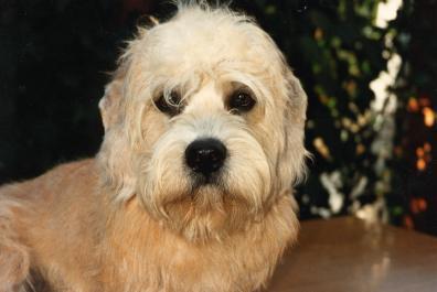 A dog image from https://images.dog.ceo/breeds/terrier-dandie/n02096437_140.jpg