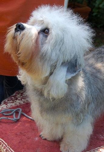 A dog image from https://images.dog.ceo/breeds/terrier-dandie/n02096437_1424.jpg