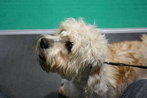 A dog image from https://images.dog.ceo/breeds/terrier-dandie/n02096437_1448.jpg