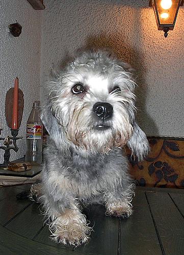 A dog image from https://images.dog.ceo/breeds/terrier-dandie/n02096437_148.jpg