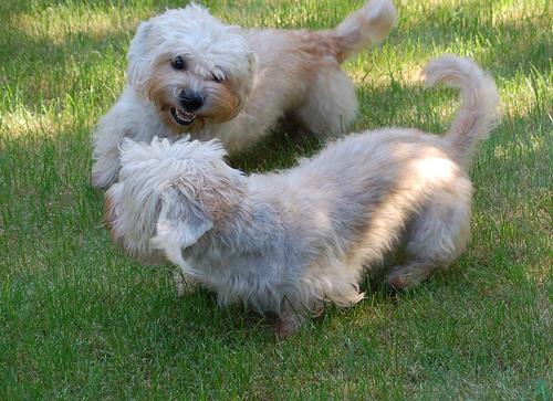 A dog image from https://images.dog.ceo/breeds/terrier-dandie/n02096437_1678.jpg