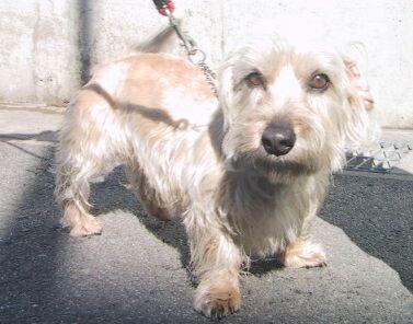 A dog image from https://images.dog.ceo/breeds/terrier-dandie/n02096437_1793.jpg