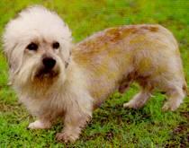 A dog image from https://images.dog.ceo/breeds/terrier-dandie/n02096437_1900.jpg