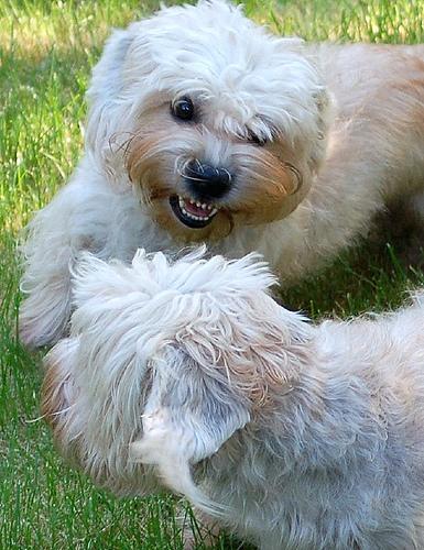 A dog image from https://images.dog.ceo/breeds/terrier-dandie/n02096437_1952.jpg