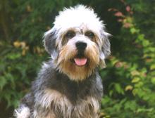 A dog image from https://images.dog.ceo/breeds/terrier-dandie/n02096437_2267.jpg