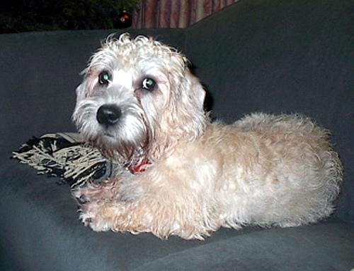 A dog image from https://images.dog.ceo/breeds/terrier-dandie/n02096437_2376.jpg