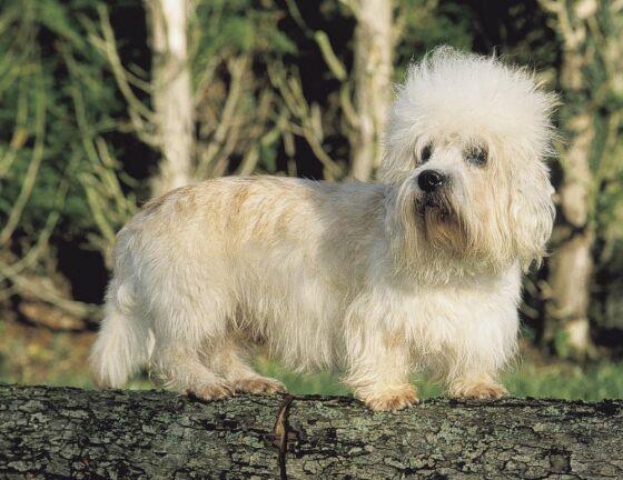 A dog image from https://images.dog.ceo/breeds/terrier-dandie/n02096437_2470.jpg